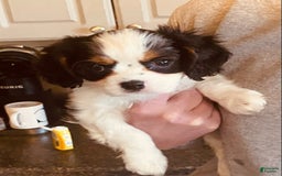 Cavalier King Charles Spaniel dogs for sale: Tri - Image 1