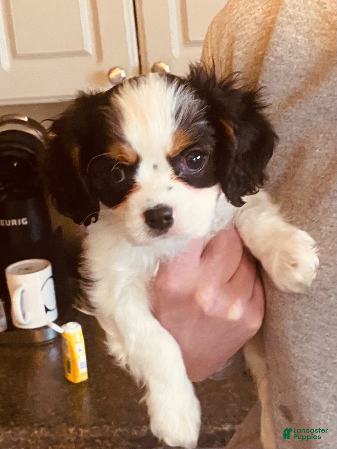 Cavalier King Charles Spaniel dogs for sale: Tri - Image 1
