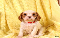 Cavalier King Charles Spaniel dogs for sale: Brookie - Image 3