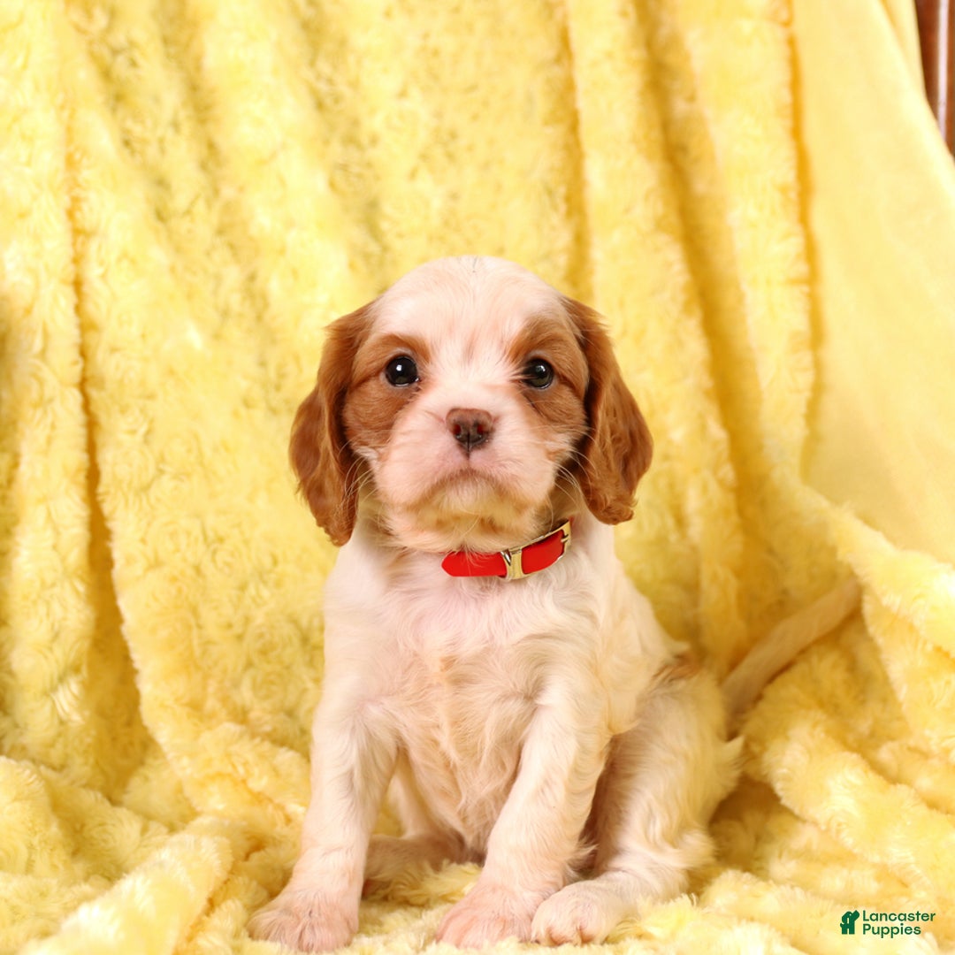 Cavalier King Charles Spaniel dogs for sale: Brookie - Image 3