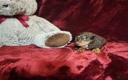 Miniature Dachshund dogs for sale: CANDY - Image 7