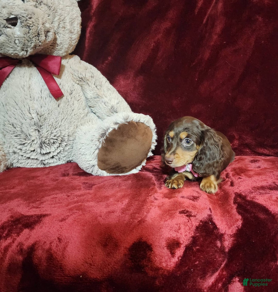 Miniature Dachshund dogs for sale: CANDY - Image 7