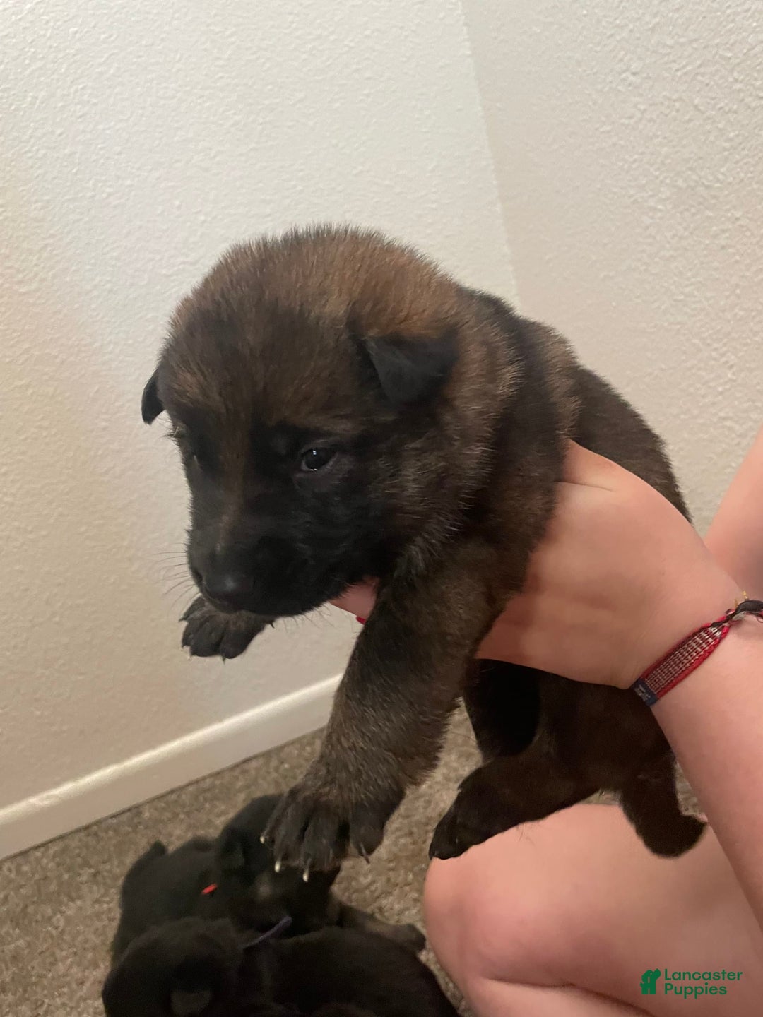 German Shepherd dogs for sale: Gamma - Image 3
