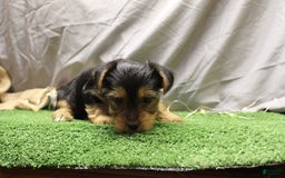Yorkshire Terrier dogs for sale: Charlie - Image 1