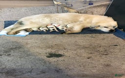 Great Pyrenees dogs for sale: Tinker Bell - Image 1