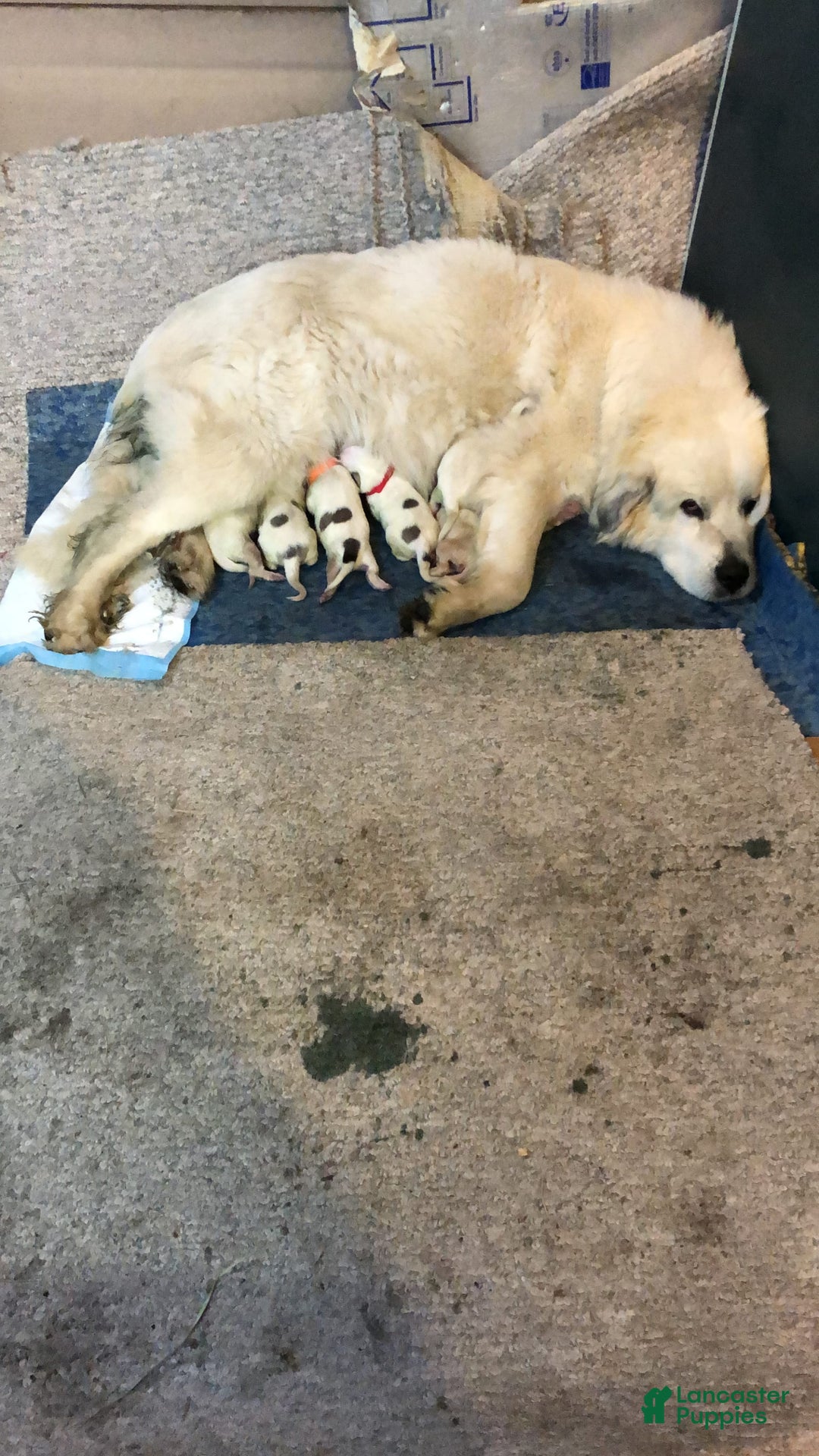 Great Pyrenees dogs for sale: Tinker Bell - Image 1