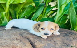 Miniature Dachshund dogs for sale: Libby LH - Image 5