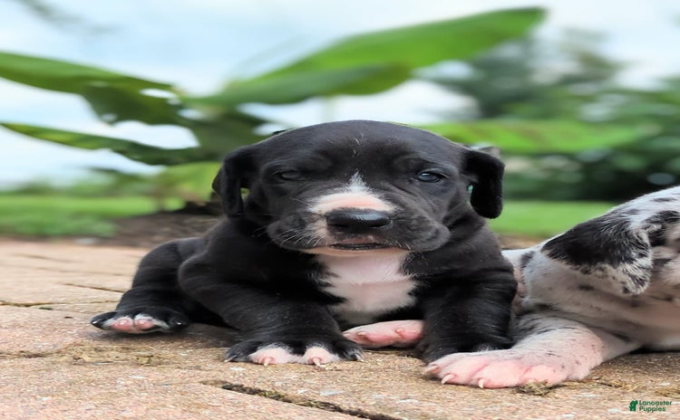 Great Dane dogs for sale - Ad 1