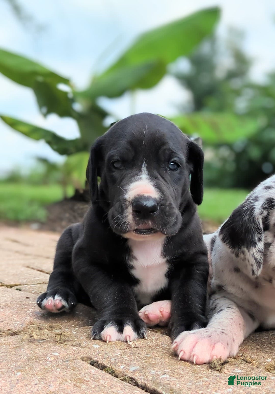 Great Dane dogs for sale: Chip - Image 1