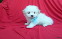 Maltipoo dogs for sale: Snowy - Image 1