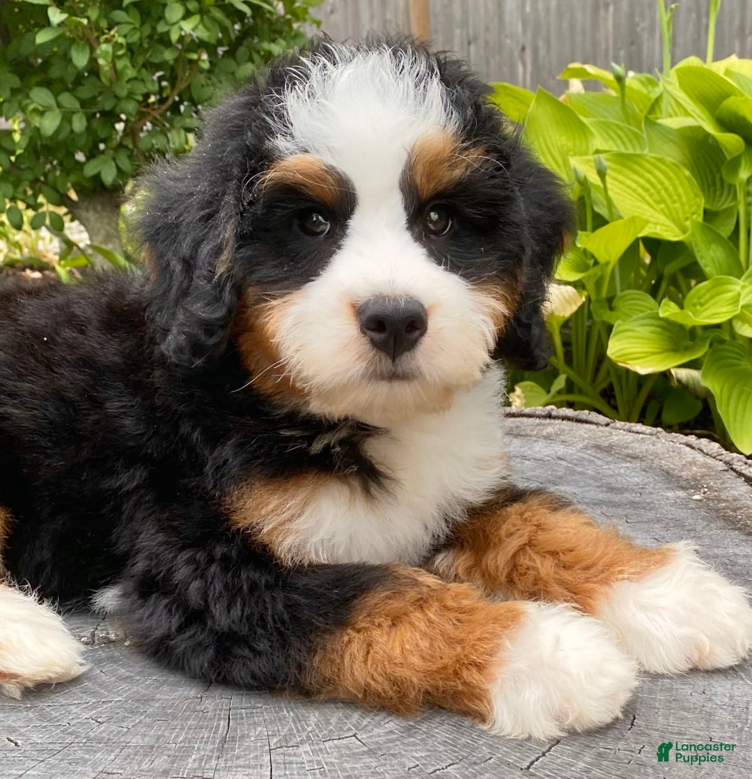 Mini Bernedoodle dogs for sale: 💛 Boston Ma 💛 Mini Bernedoodle - Image 4