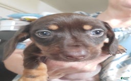 Miniature Dachshund dogs for sale: Nova - Image 3