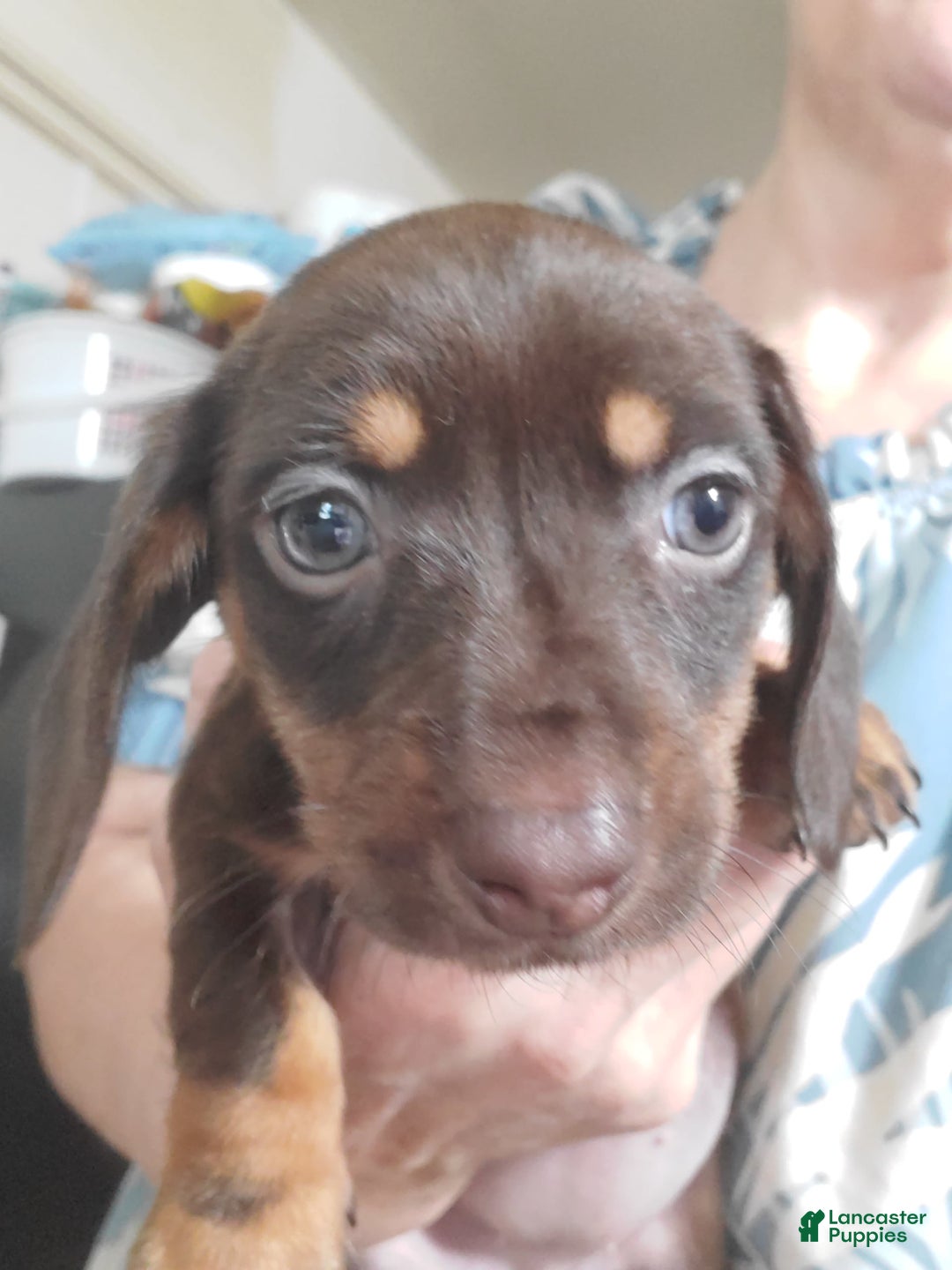 Miniature Dachshund dogs for sale: Nova - Image 3