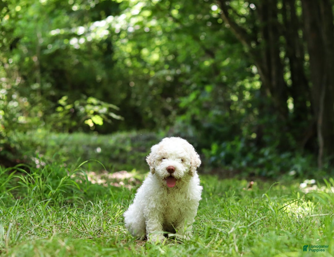 Lagotto Romagnolo dogs for sale: Fabio - Image 8