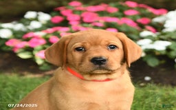 Labrador Retriever dogs for sale: Savannah - Image 4