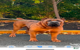Cane Corso dogs for sale: N/a - Image 7