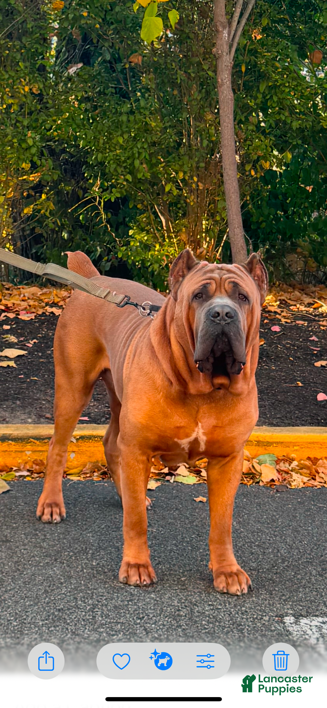 Cane Corso dogs for sale: N/a - Image 7