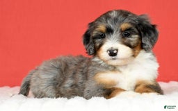 Bernedoodle dogs for sale: Stella - Image 3