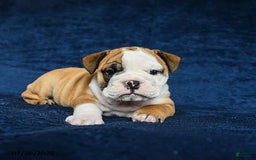 English Bulldog dogs for sale: Mary - Image 3