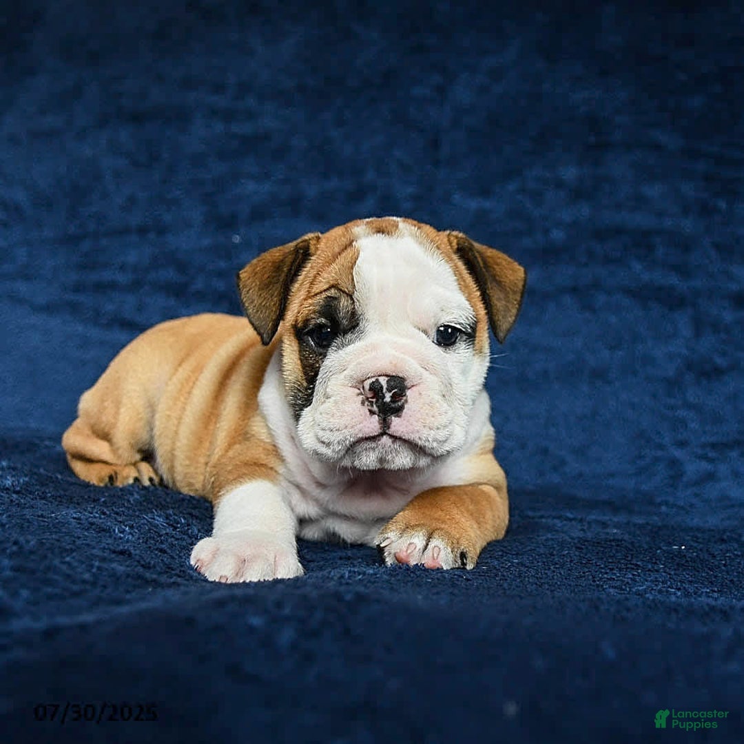 English Bulldog dogs for sale: Mary - Image 3