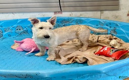 Scottish Terrier dogs for sale: Ollie - Image 11
