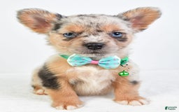 French Bulldog dogs for sale: Candy - Image 7
