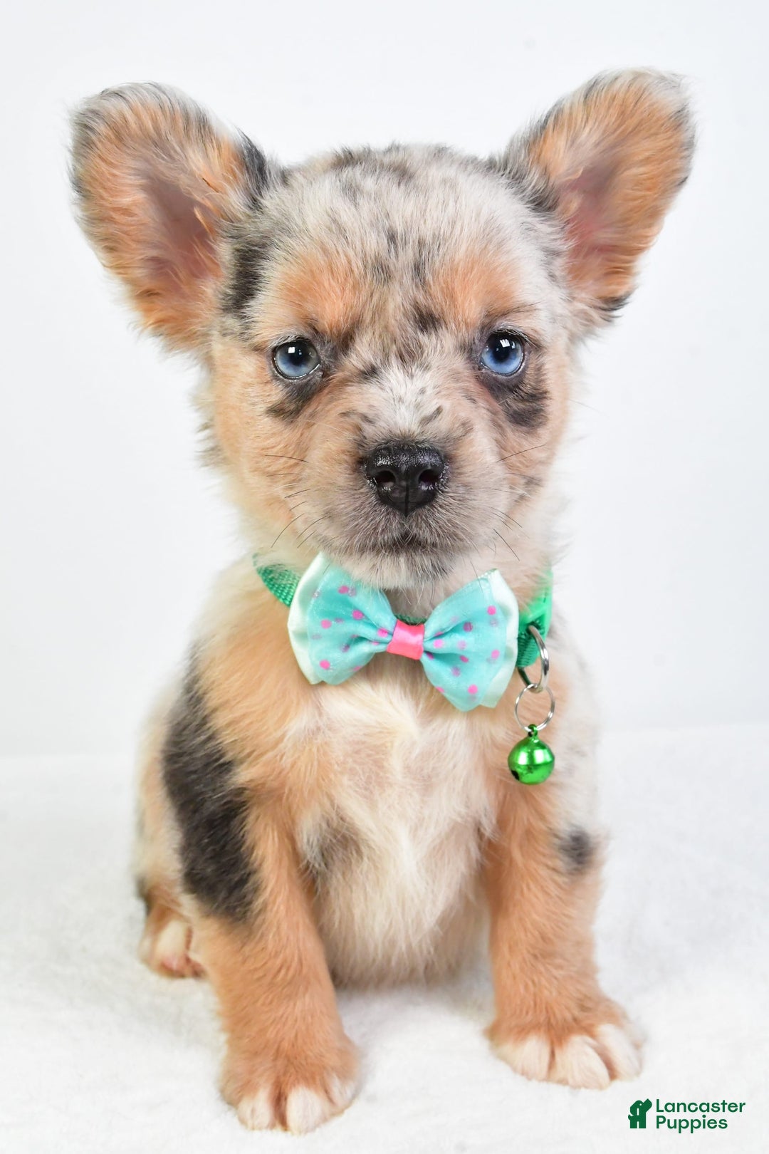 French Bulldog dogs for sale: Candy - Image 7