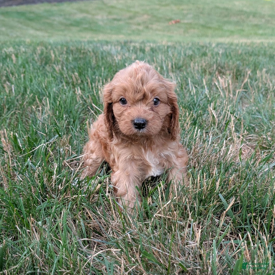 Cavapoo dogs for sale: Axel - Image 10