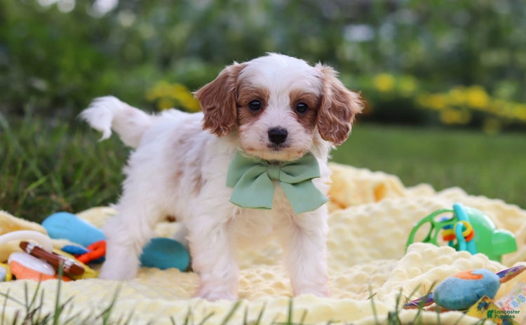 Cavapoo dogs for sale - Ad 5
