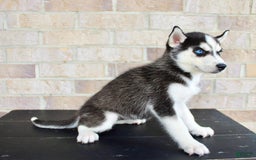 Siberian Husky dogs for sale: Atta - Image 4
