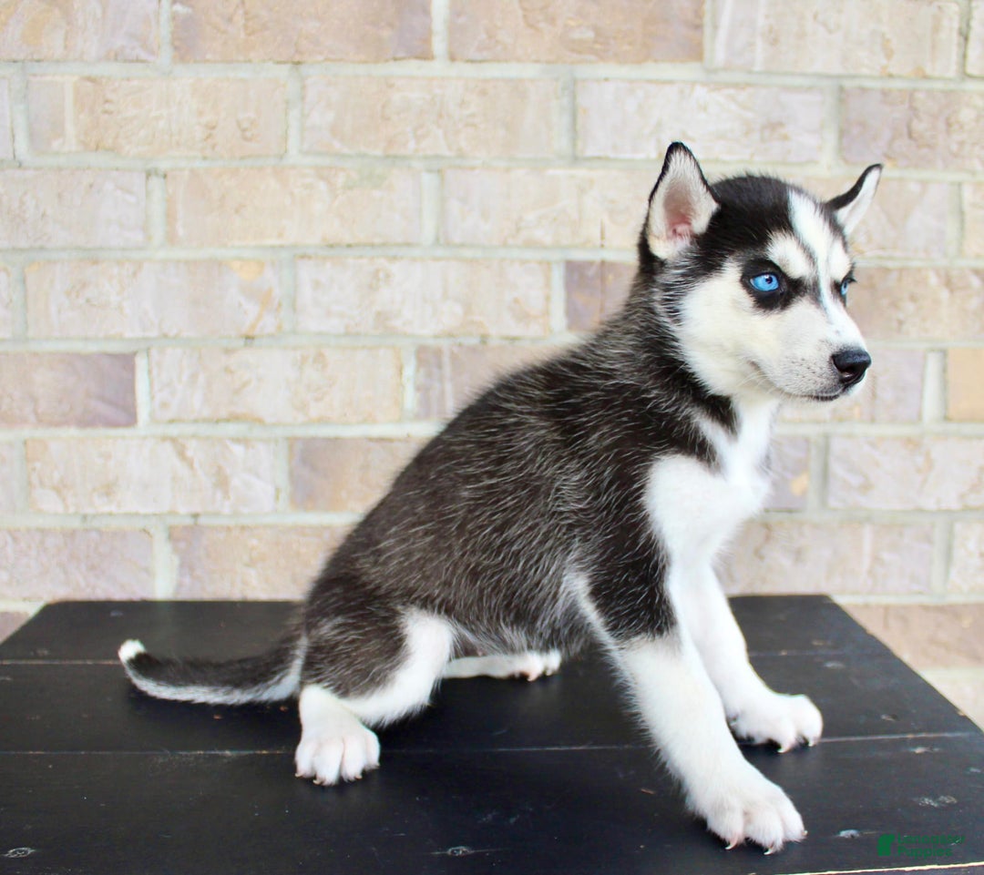 Siberian Husky dogs for sale: Atta - Image 4