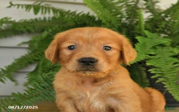 Golden Retriever dogs for sale: Marty - Image 2