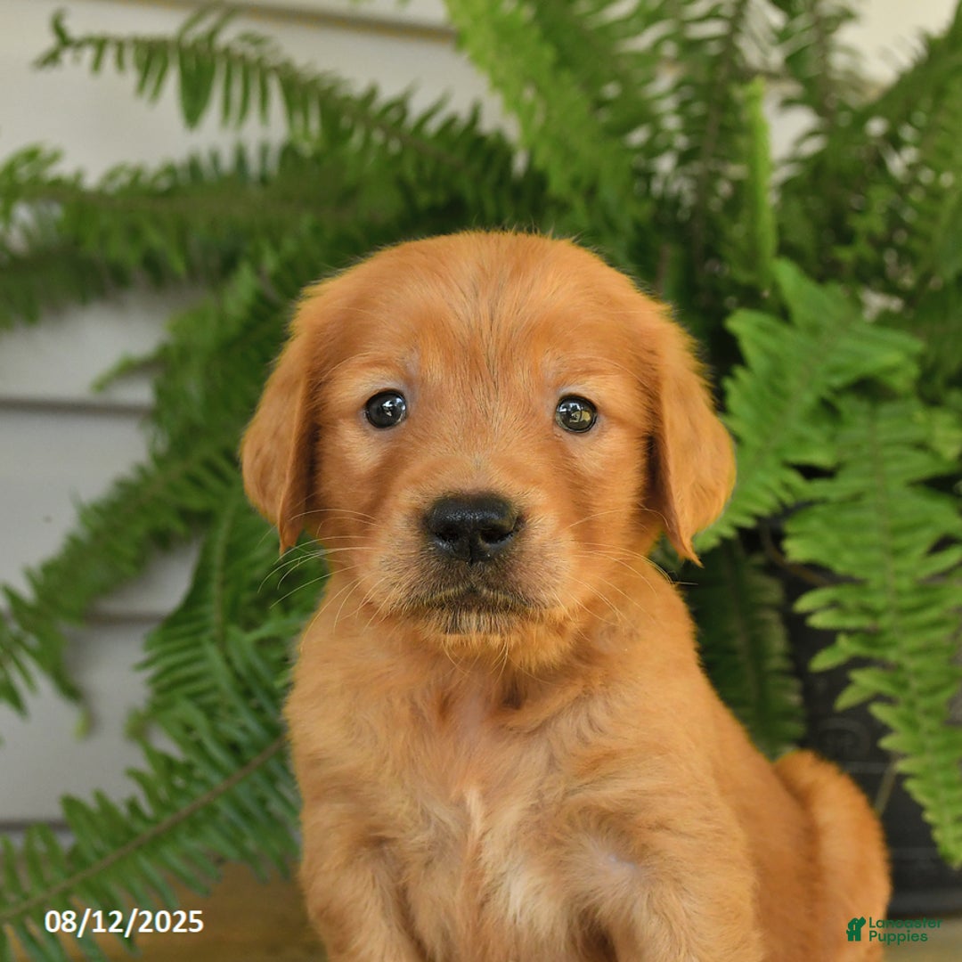 Golden Retriever dogs for sale: Marty - Image 2