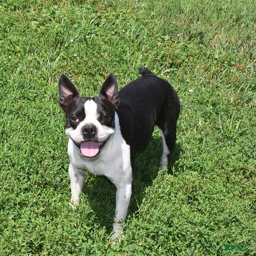 Boston Terrier dogs for sale: Harley - Image 7
