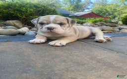 French Bulldog dogs for sale: Milly - Image 4