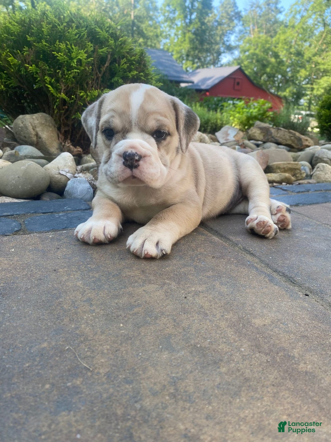 French Bulldog dogs for sale: Milly - Image 4
