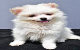 Pomeranian dogs for sale: Isabella - Image 8