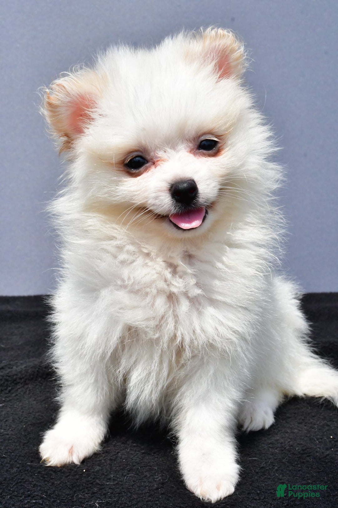 Pomeranian dogs for sale: Isabella - Image 8