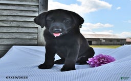 Norwegian Elkhound dogs for sale: Thunder - Image 2
