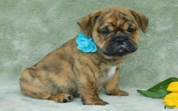 English Bulldog dogs for sale: Teddy - Image 6