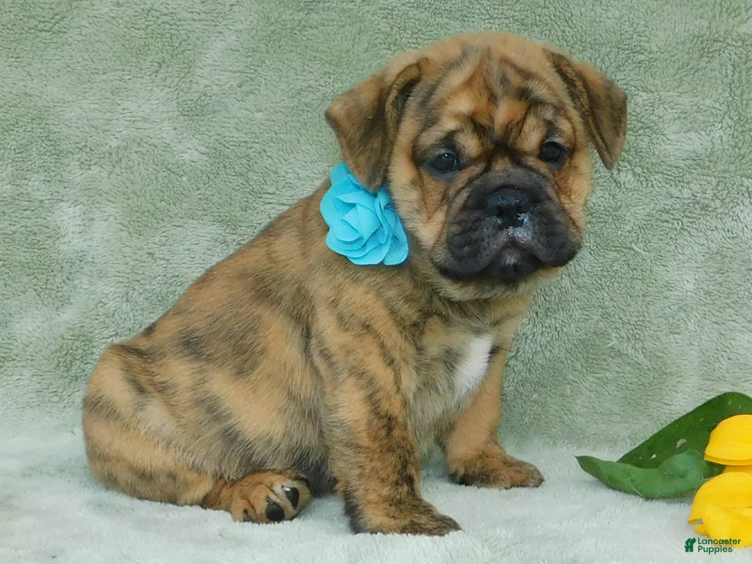 English Bulldog dogs for sale: Teddy - Image 6