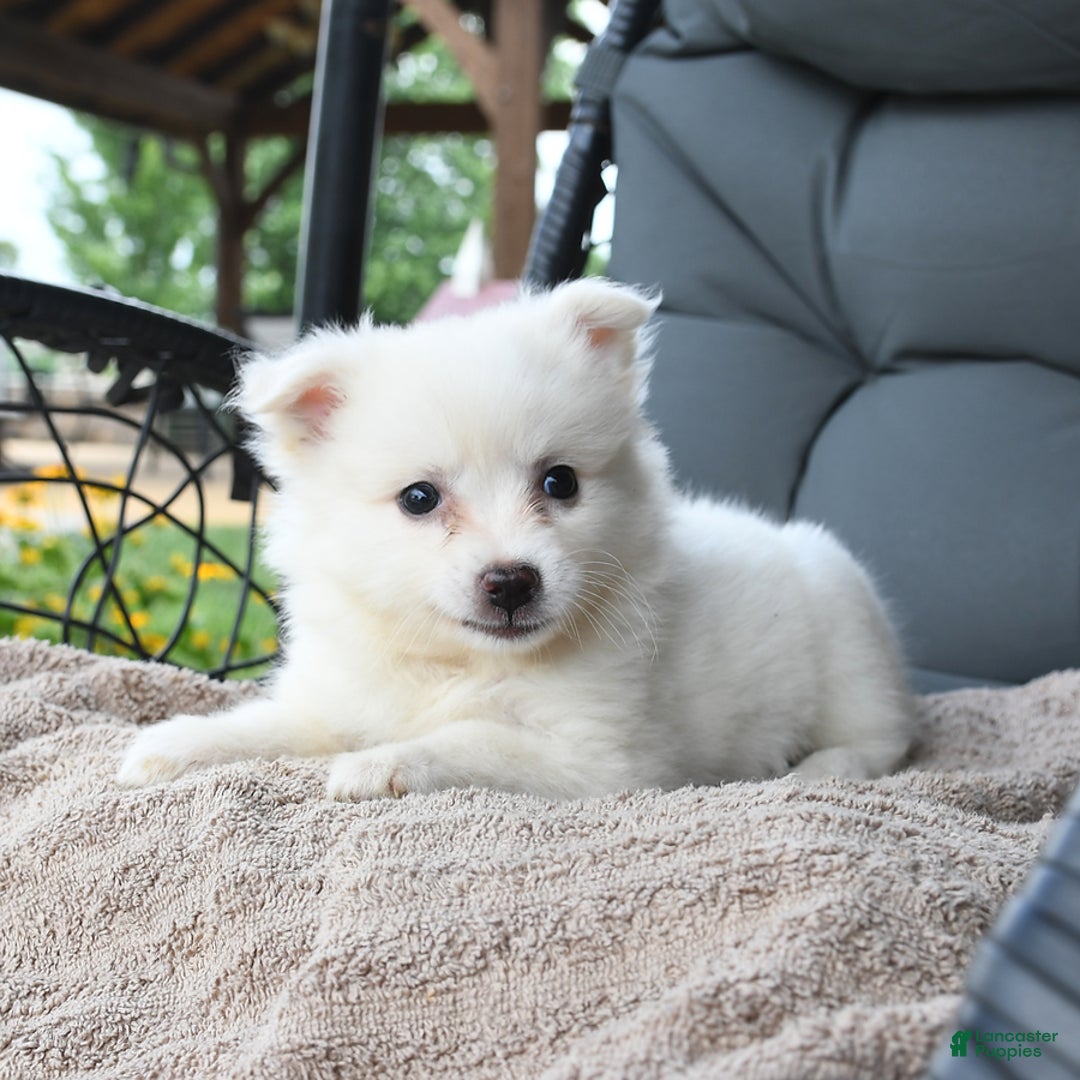 American Eskimo dogs for sale: Jenny - Image 1