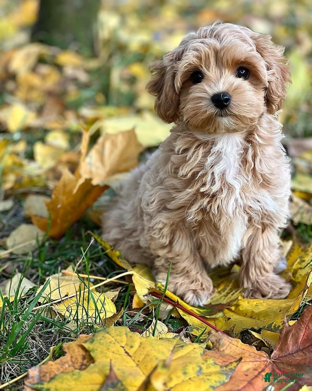Maltipoo dogs for sale: Barny - Image 4