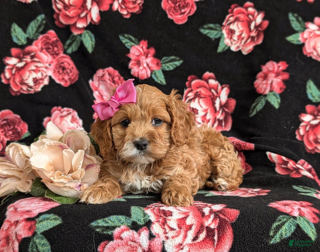 Cockapoo dogs for sale: Elsie - Image 2
