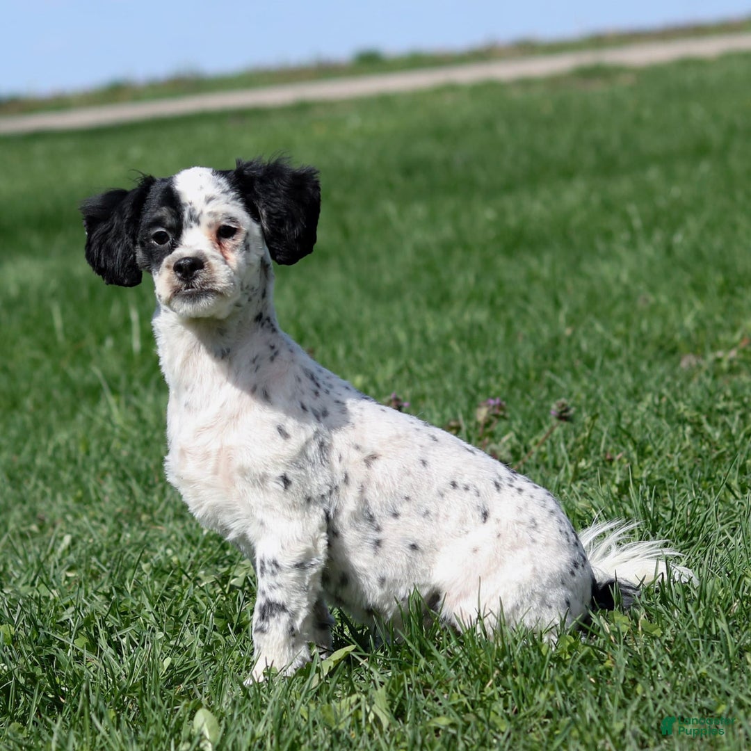 Shihpoo dogs for sale: Benny - Image 9
