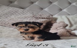 Yorkshire Terrier dogs for sale: Mimi - Image 1