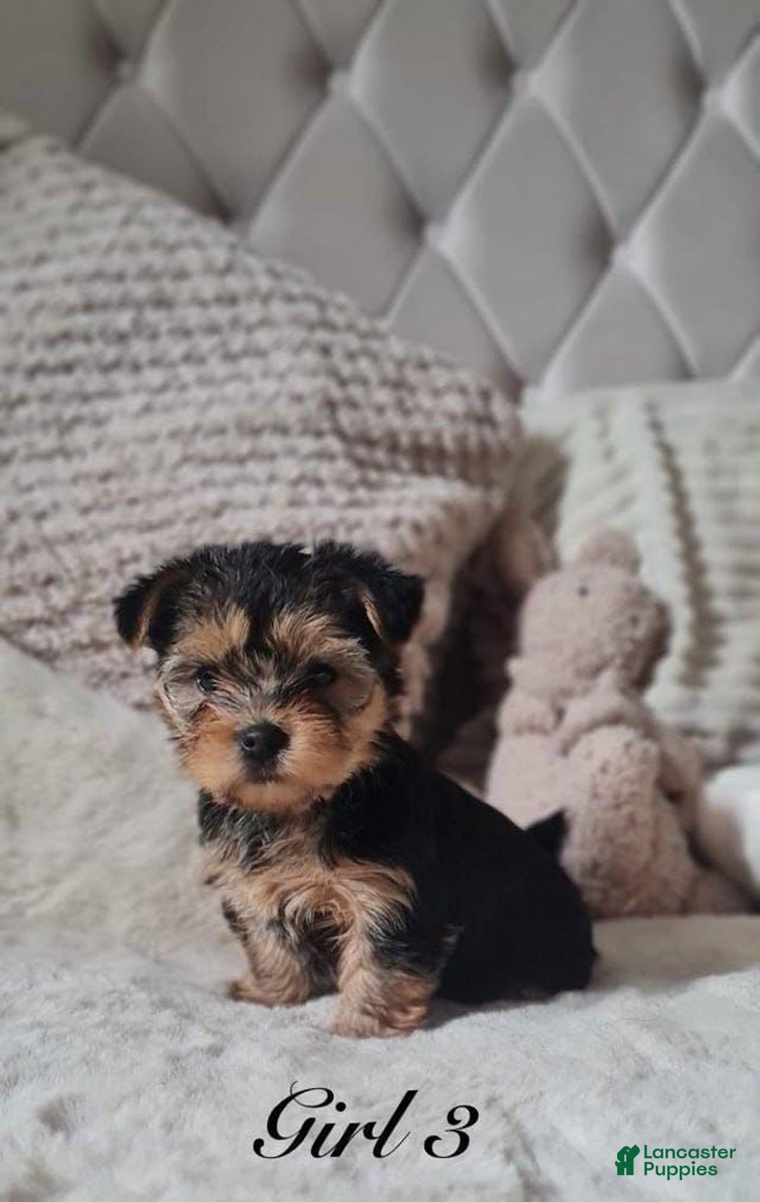 Yorkshire Terrier dogs for sale: Mimi - Image 1