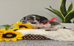 Dachshund dogs for sale: Miss Bailey - Image 5