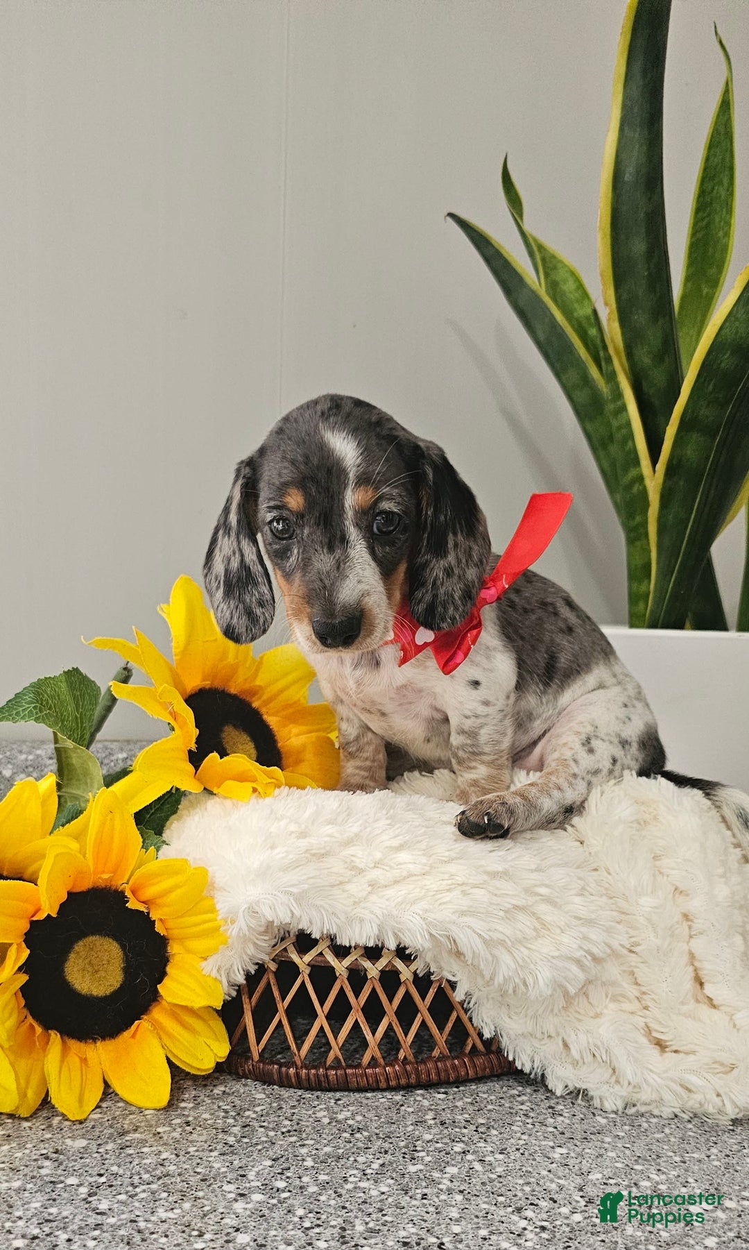 Dachshund dogs for sale: Miss Bailey - Image 5