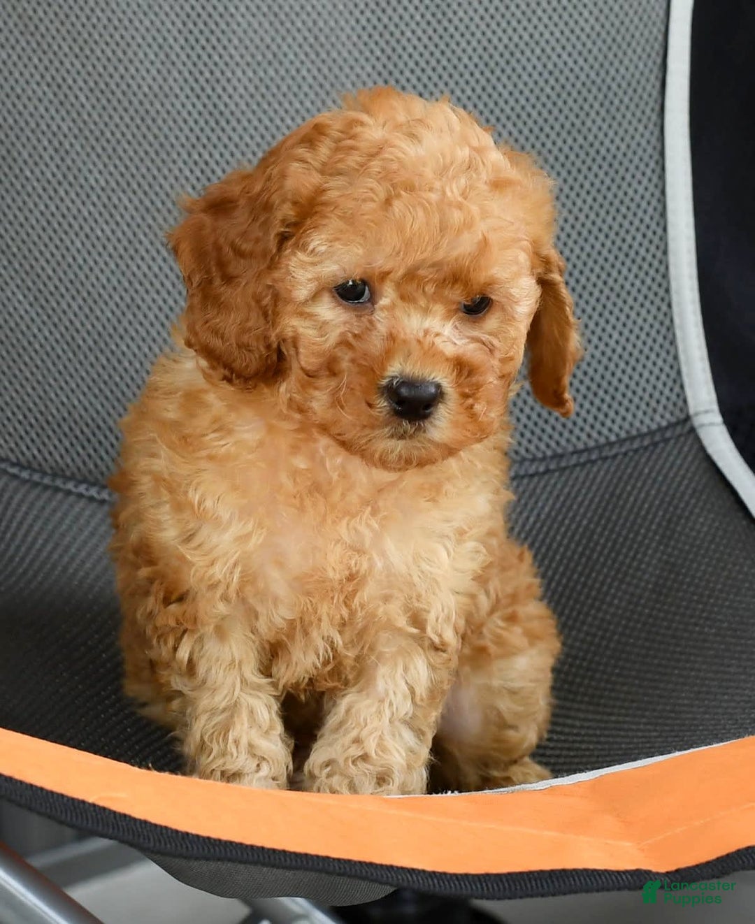 Mini Goldendoodle dogs for sale: Abbie - Image 8